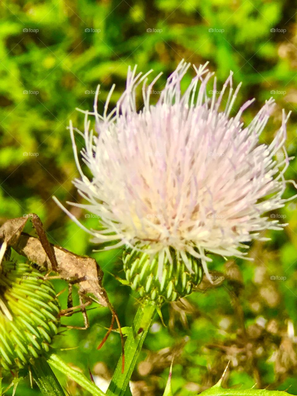 Macro creepy bug and wildflower 