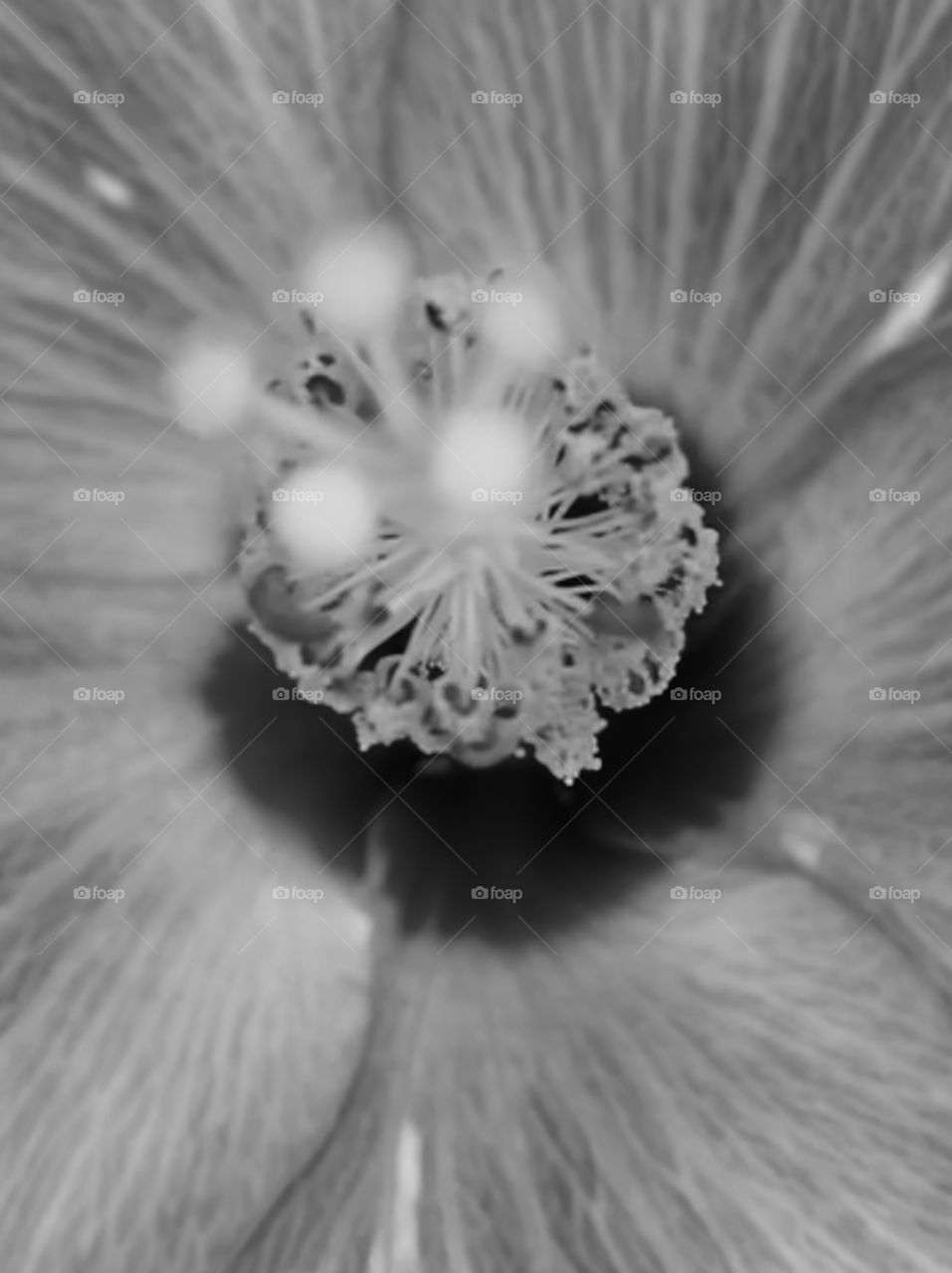 Black & White flower macros 