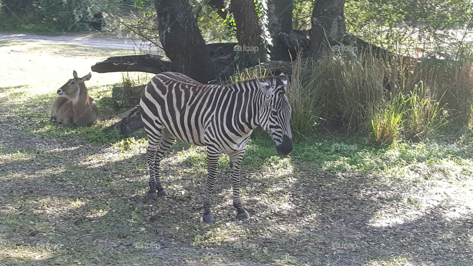 A zebra rests among his fellow creatures at Animal Kingdom at the Walt Disney World Resort in Orlando, Florida.