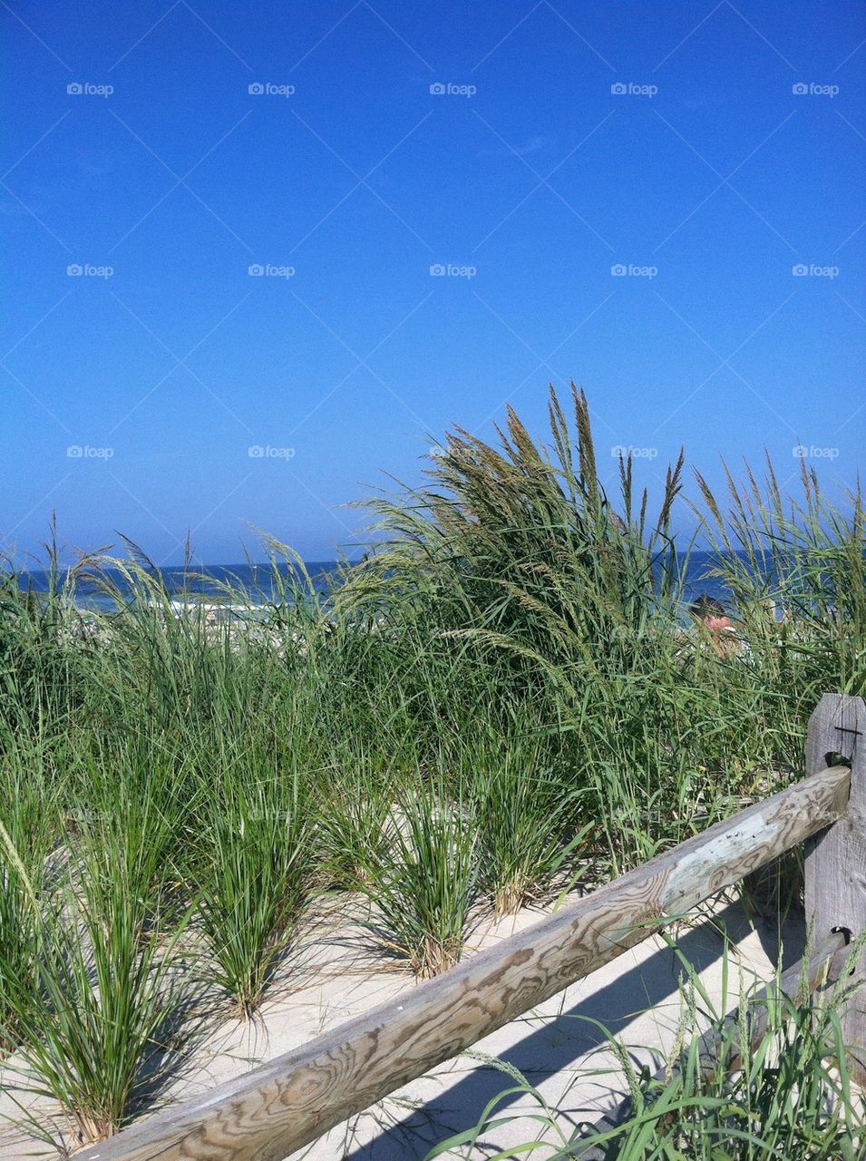 Jersey shore sand dines beach grass
