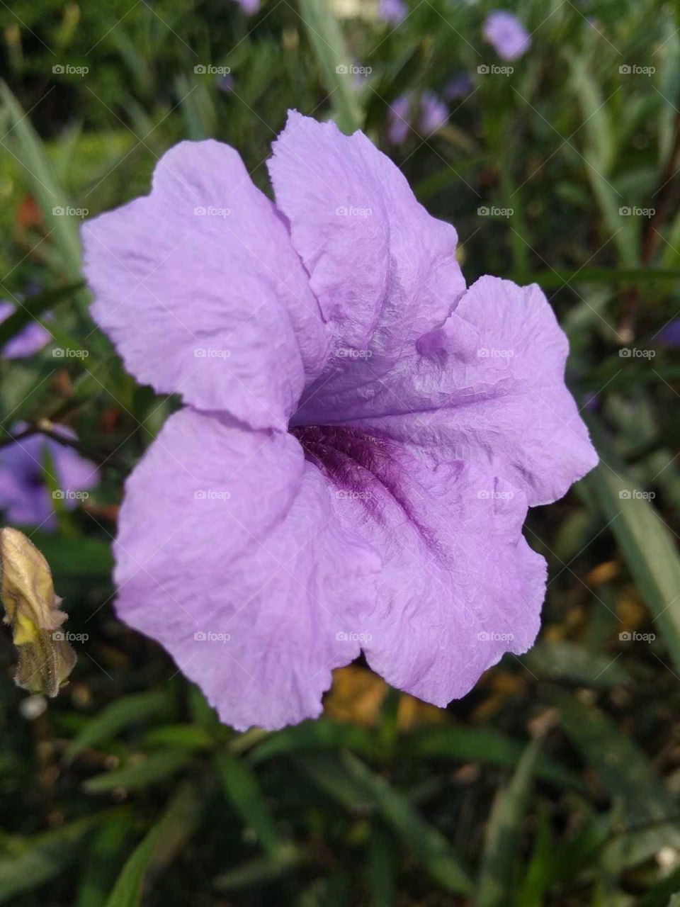 purple flower in garden