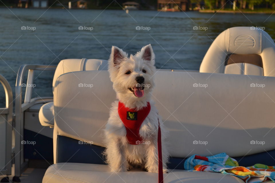 Happy westie on a boat ride 