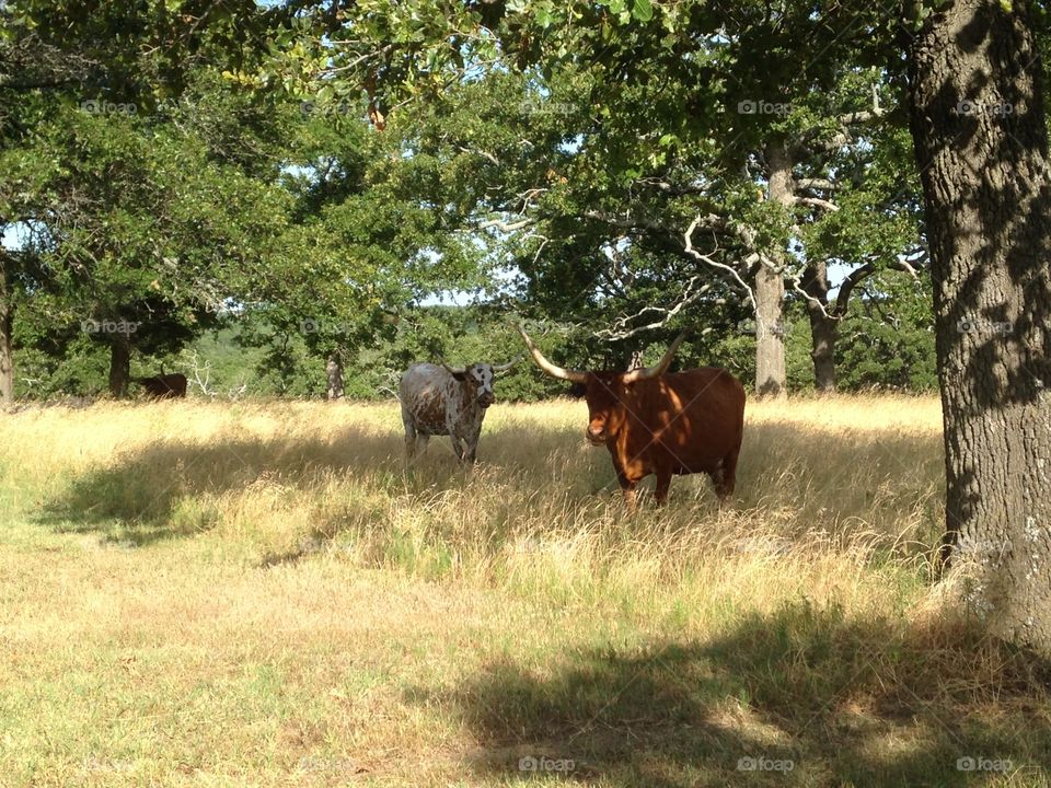 A Texas longhorn is posing for the camera next to a tree