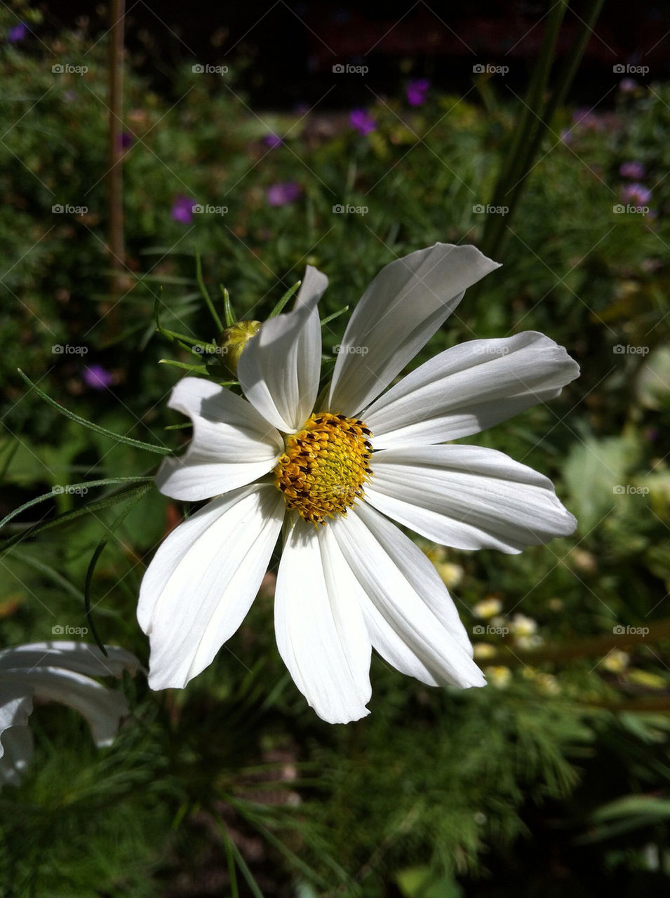 garden flower white summer by chris7ben