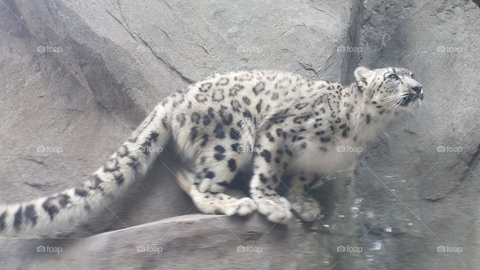  snow leopard