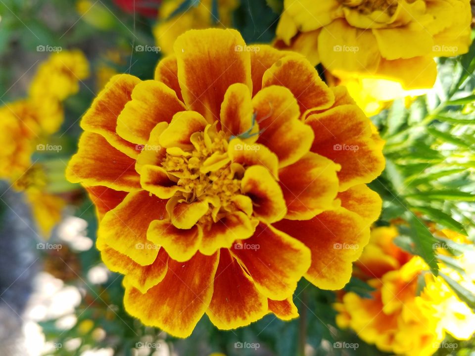 Macro shot of a marigold flower