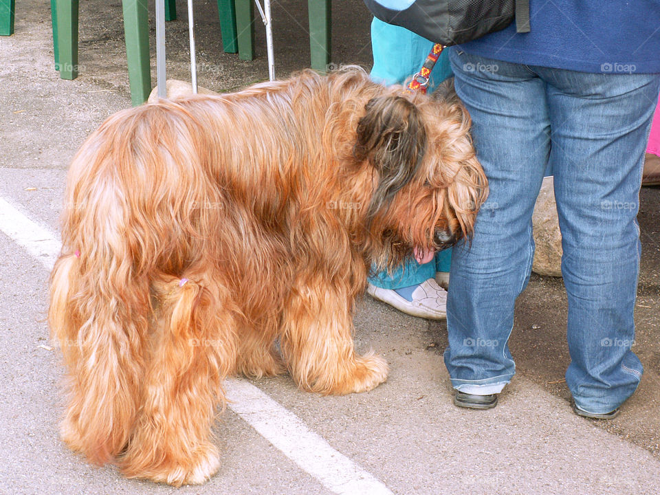 A dog on a leash