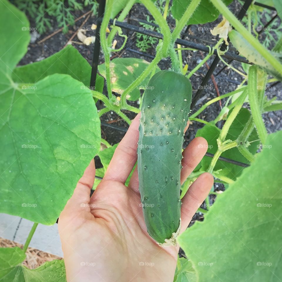 Hand holding a growing cucumber