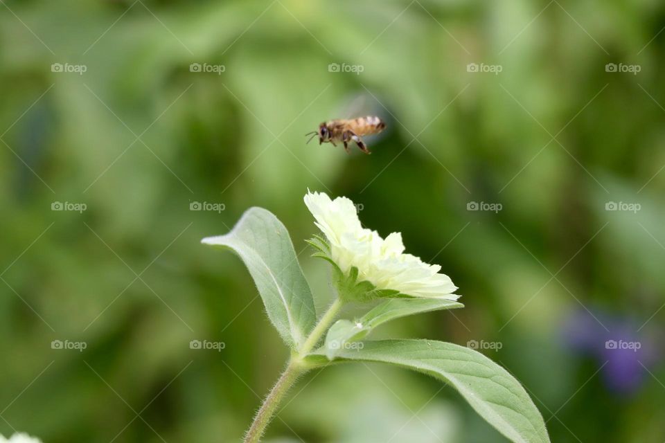 A bee flying above spring flower 