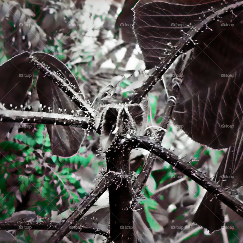 Abstract Plants In Shadows