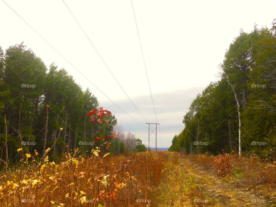 View in park under power lines