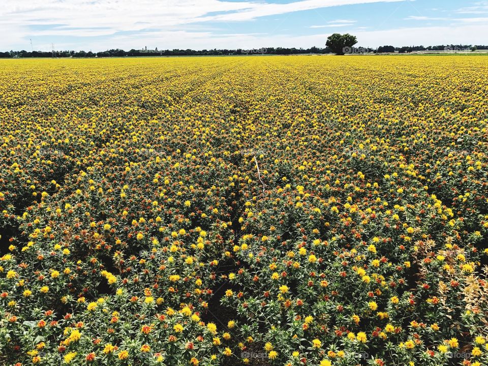 Yellow flower field on farm country