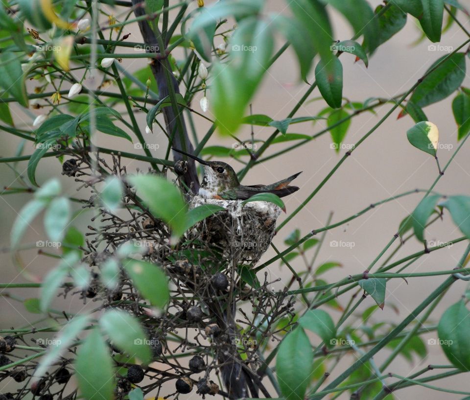 Nesting Hummingbird