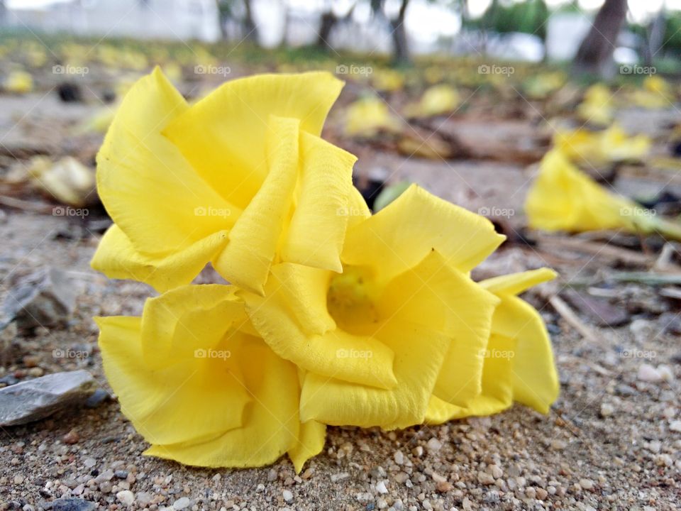 flower. yellow flower
