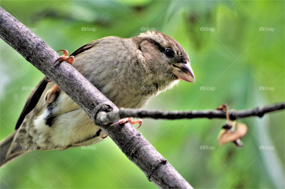 Sparrow on Branch