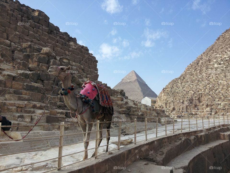 A camel at the pyramids
