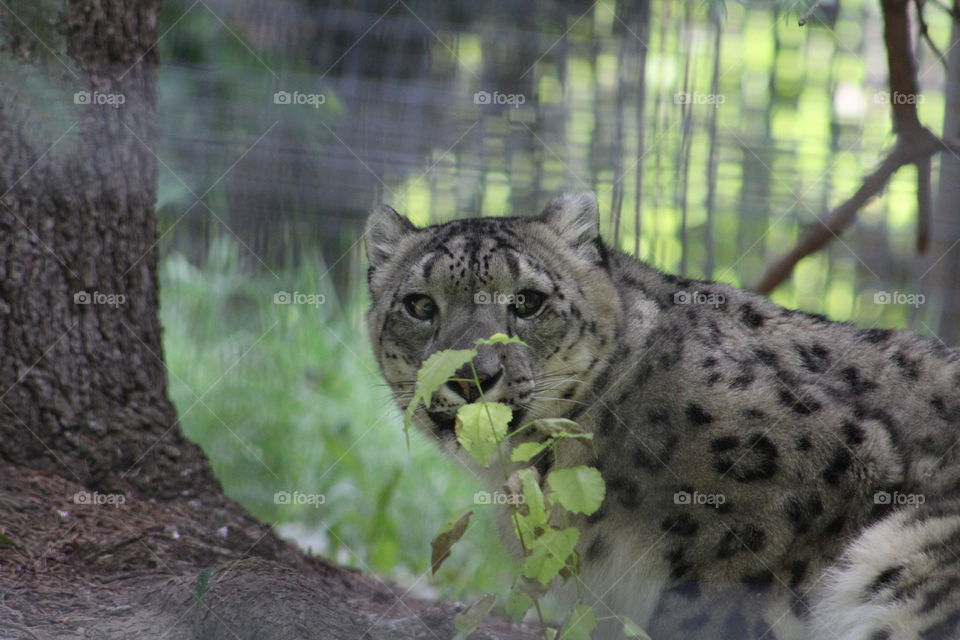 Snow Leopard Beauty