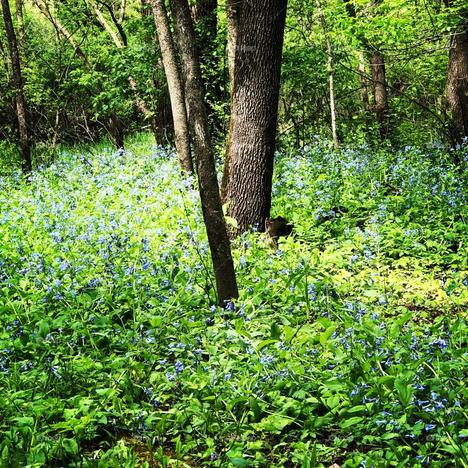 Wildflowers