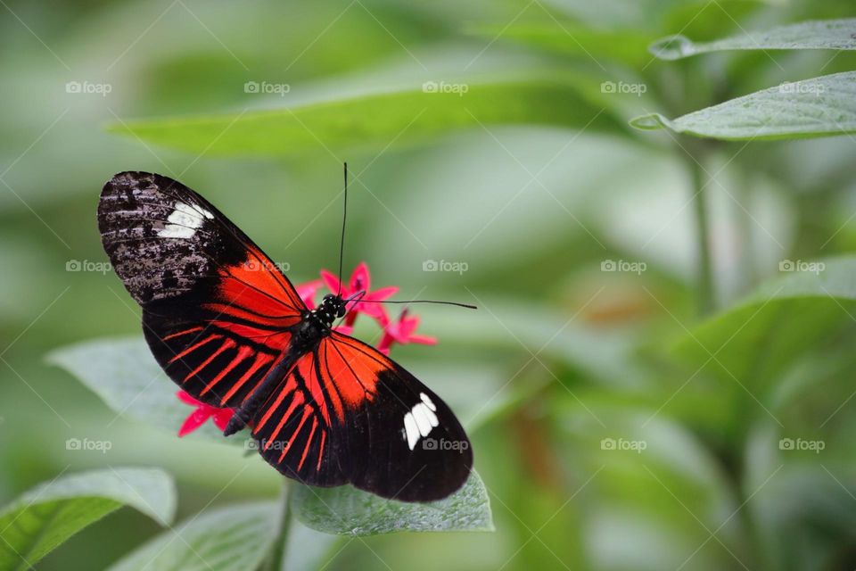 Beautiful and colourful butterfly