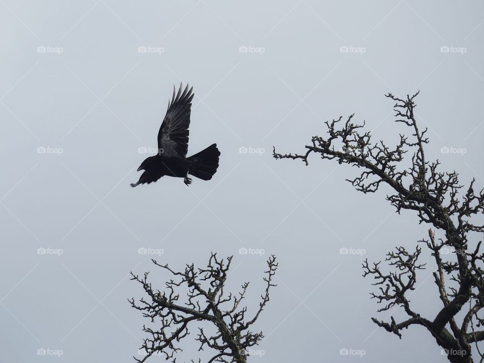 In flight