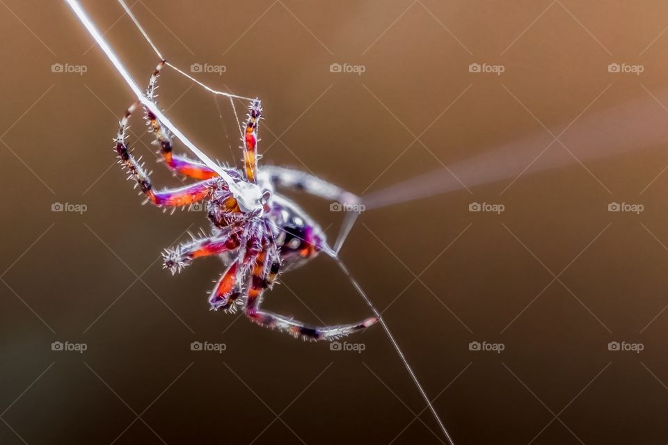 Spider weaving