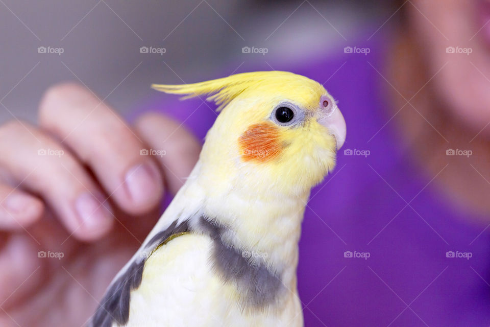 Pretty domestic cockatiel parrot in hands