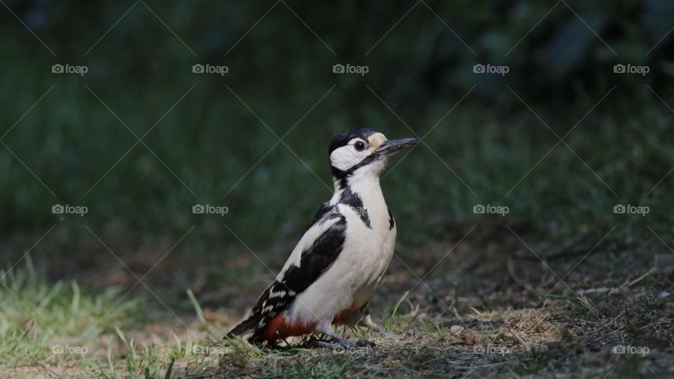 the great spotted woodpecker