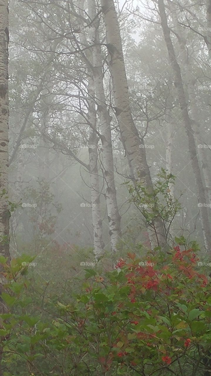 poplar fog