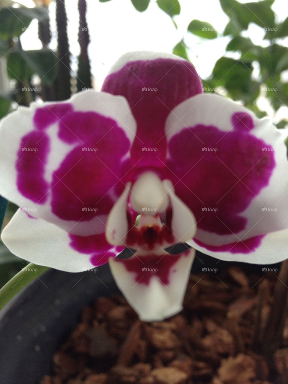 Painted Orchids in the Spring