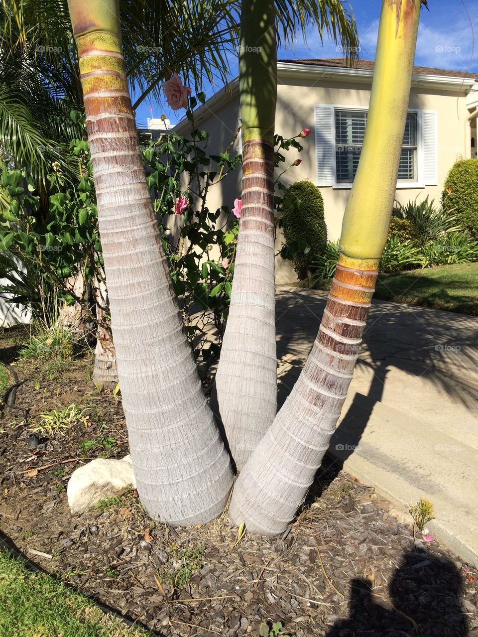 Palm tree trio II