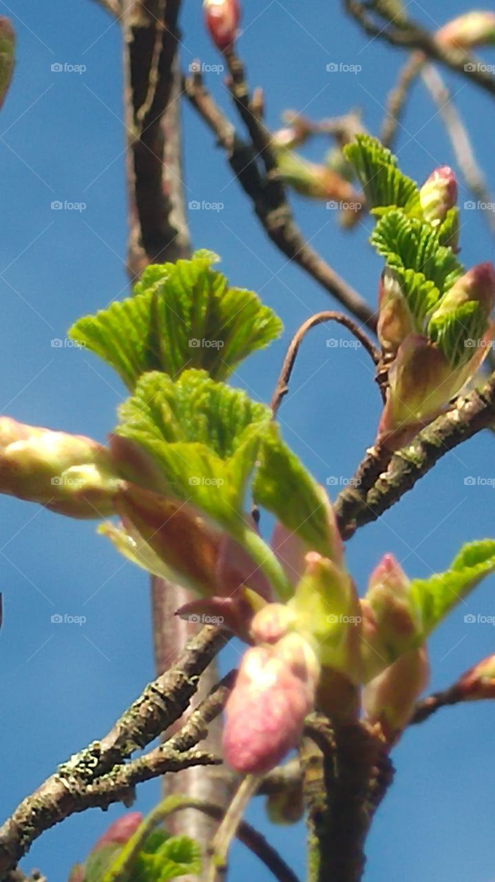 Close-up of green flower with bud