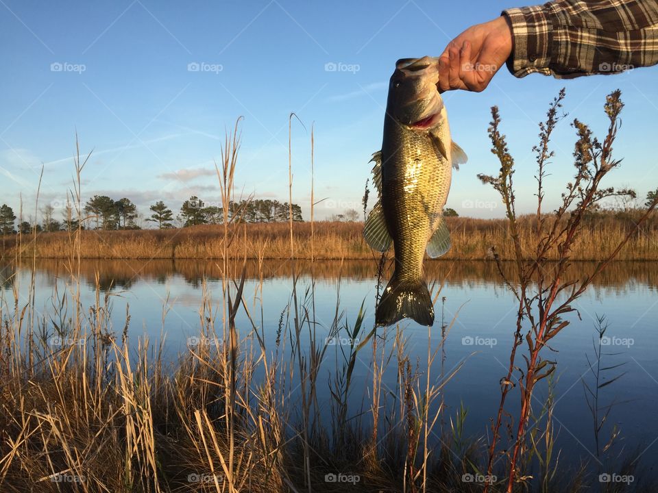 Bass fishing 