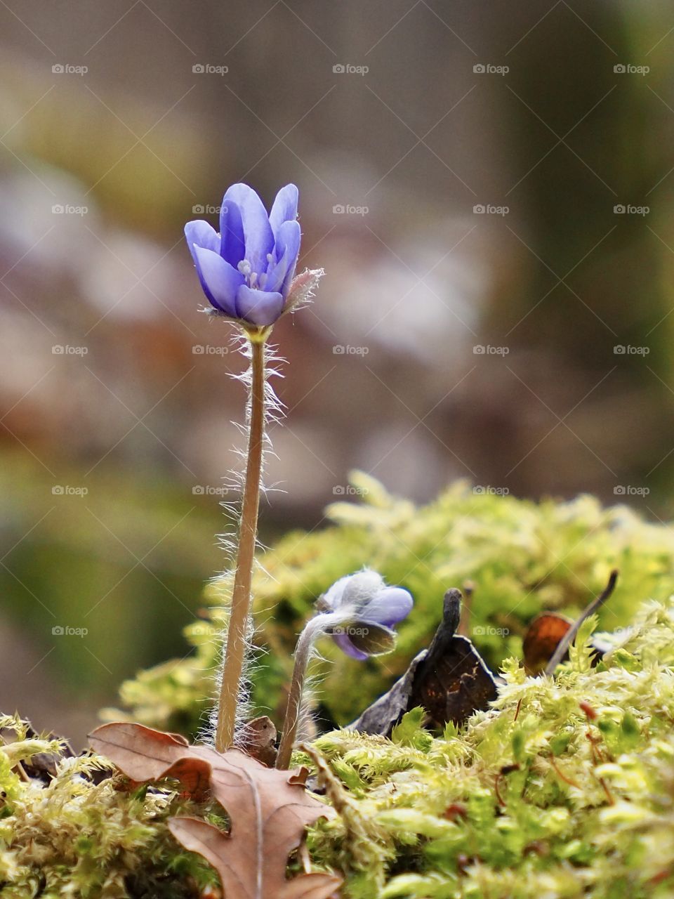 Hepatica