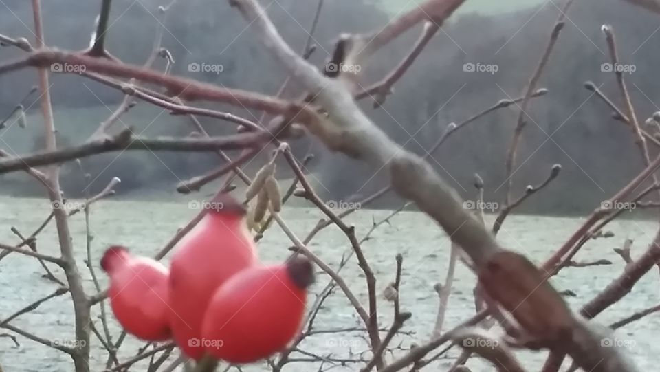 Rose Hips And Frost