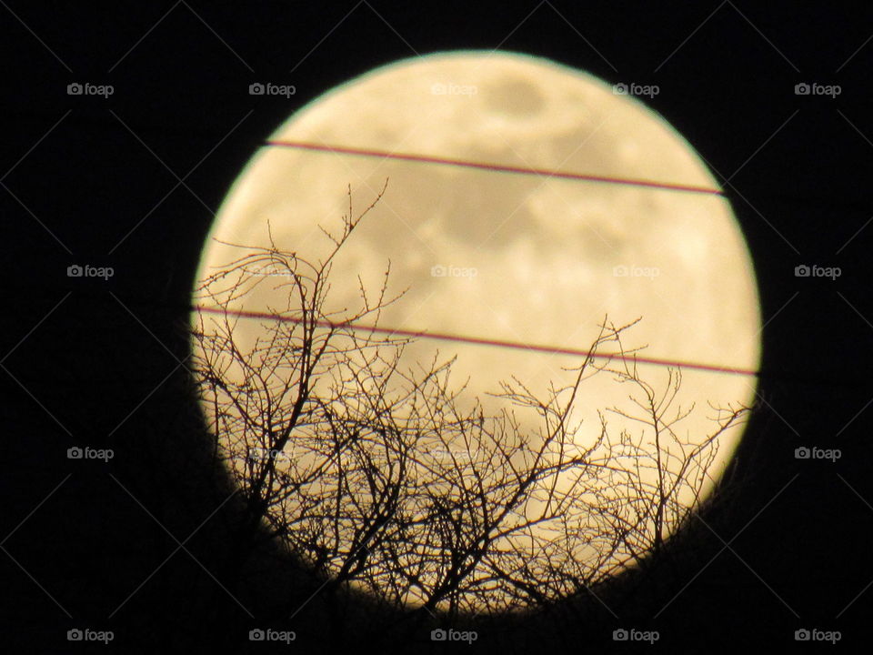 Super moon through branches
