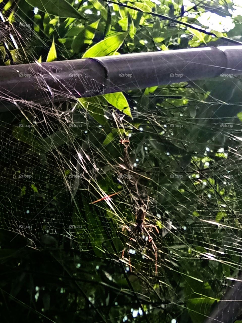 spider n bamboo