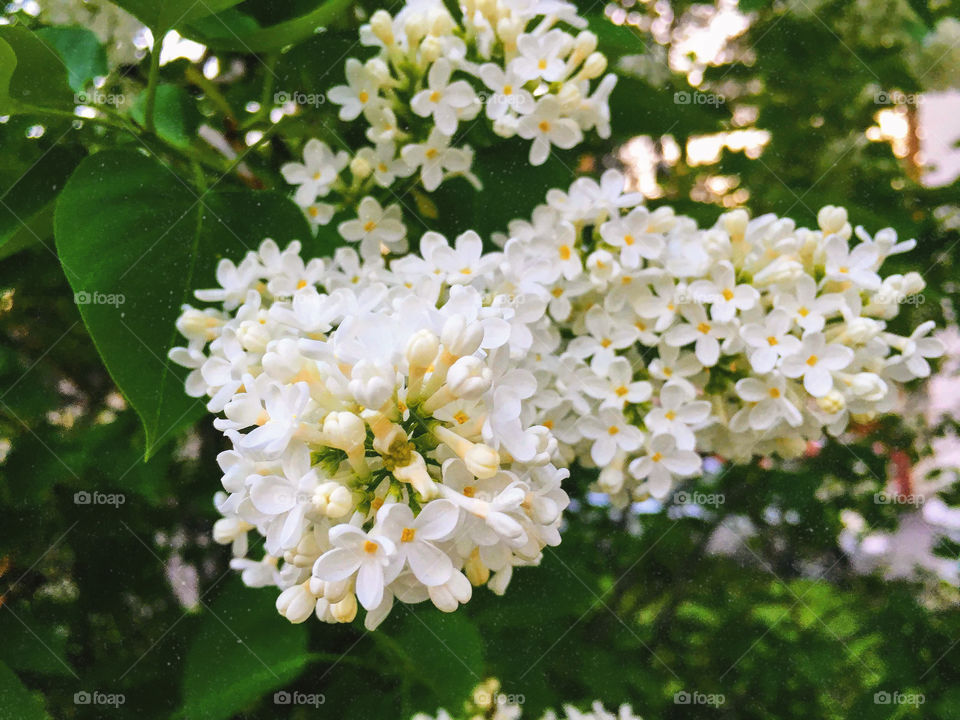 A little flowers of a Siberian lilac