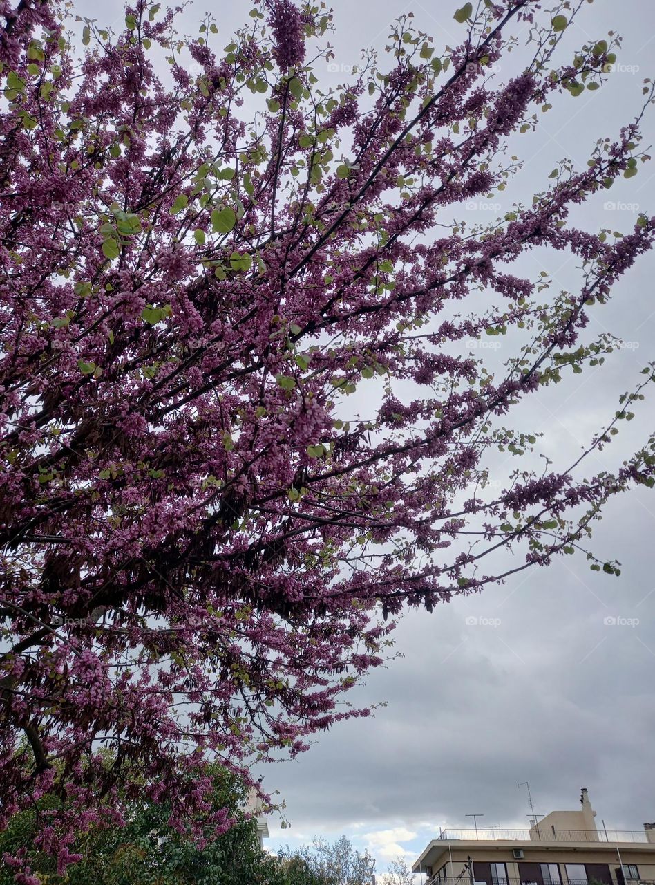 A blossomed almond tree bringing hope and joy against a cloudy sky.