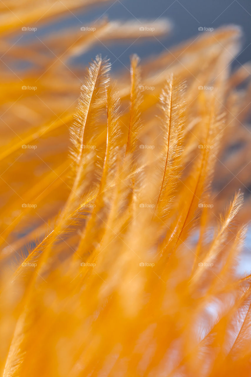 Macro feather