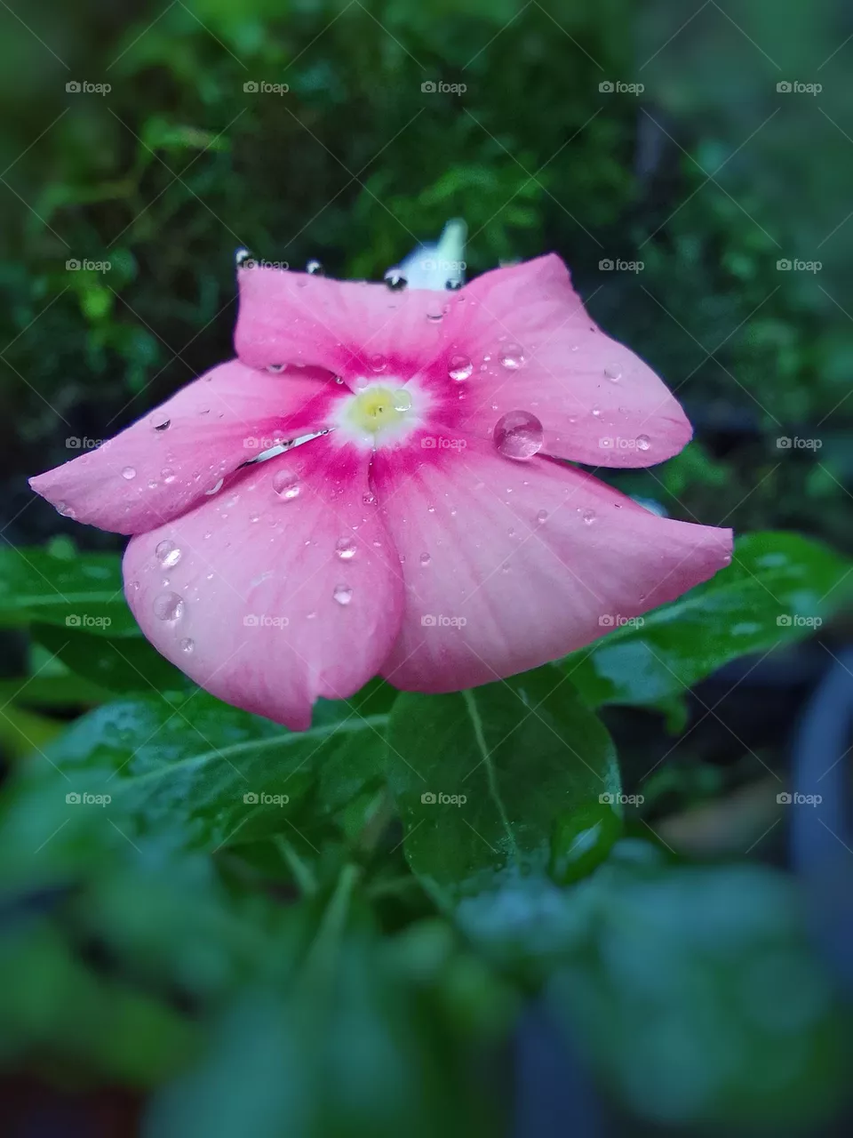 flower 🌺