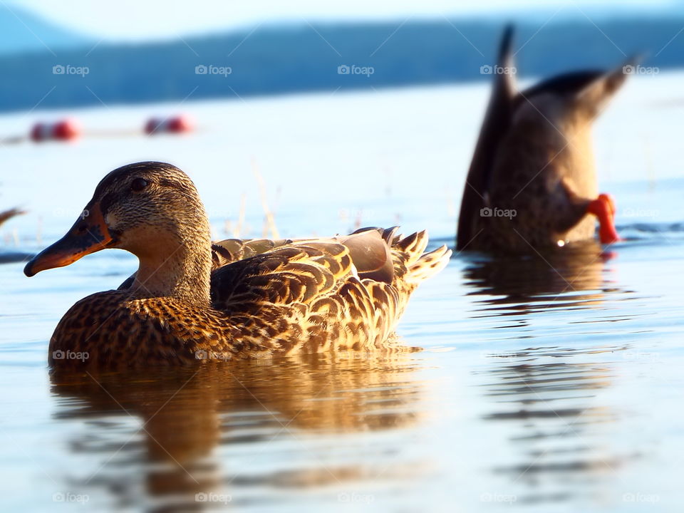 Two ducks swimming on lake in early morning 
