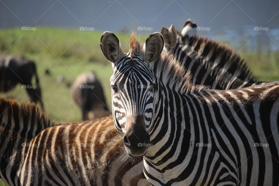 Zebra Symmetry