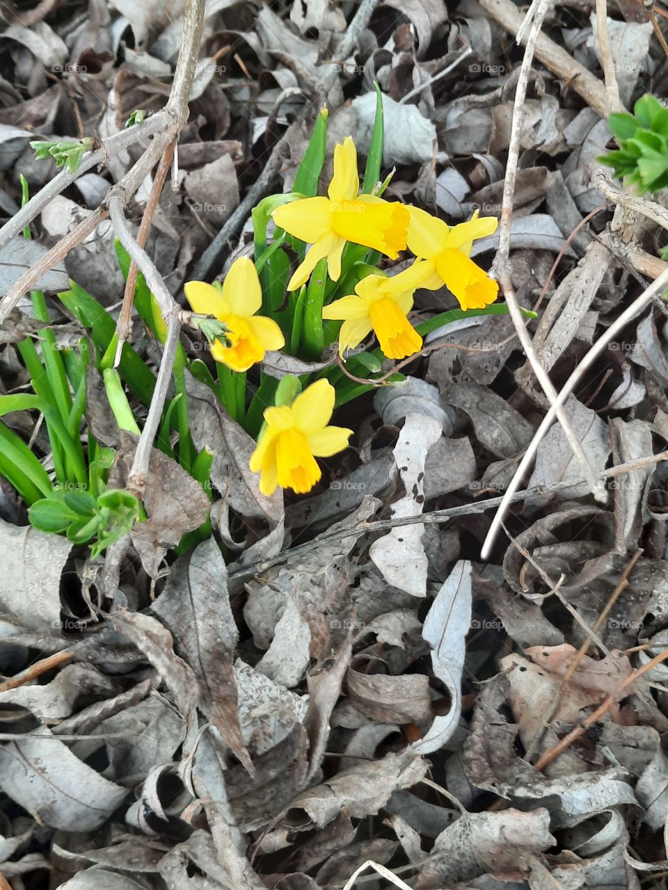 first little daffodils in springtime garden