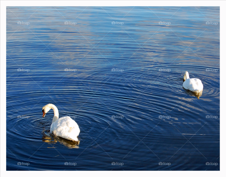 malmö sweden malmö sweden swans by NinniHL