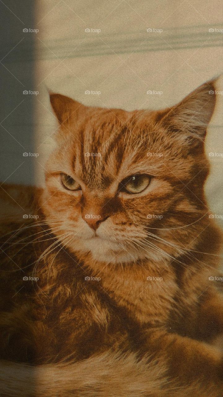 Portrait of a beautiful ginger cat of the Persian-British breed lying on a cat house with a serious look to the side and frowning emotion, close-up side view.Contact lifestyle of a cat.