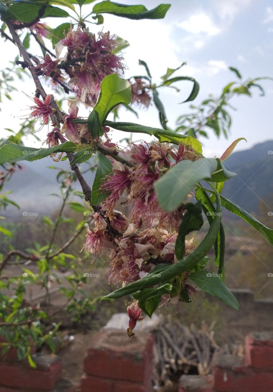 beautiful flower in spring time