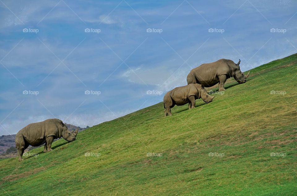 Family Of Rhinos