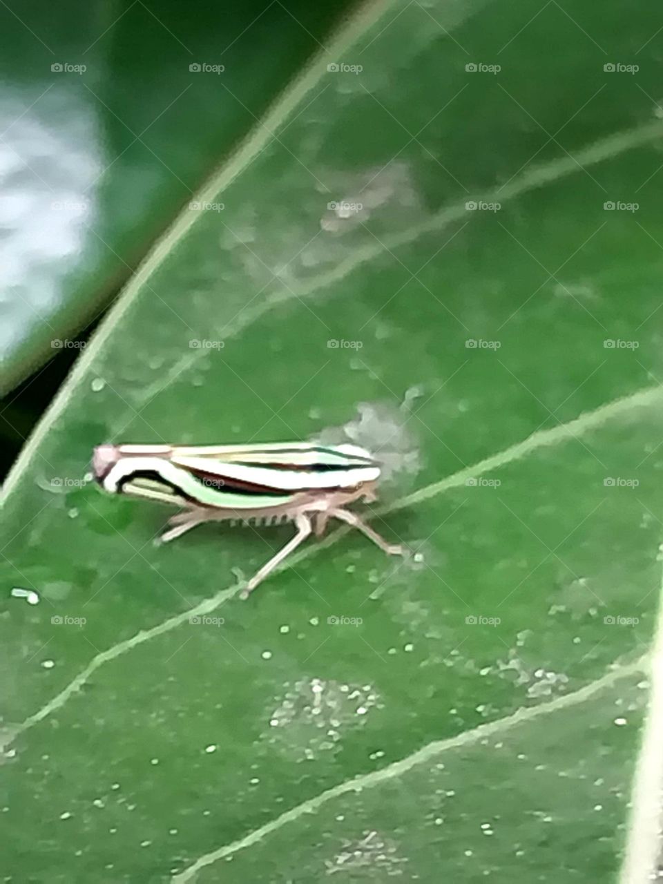 Green leafhopper