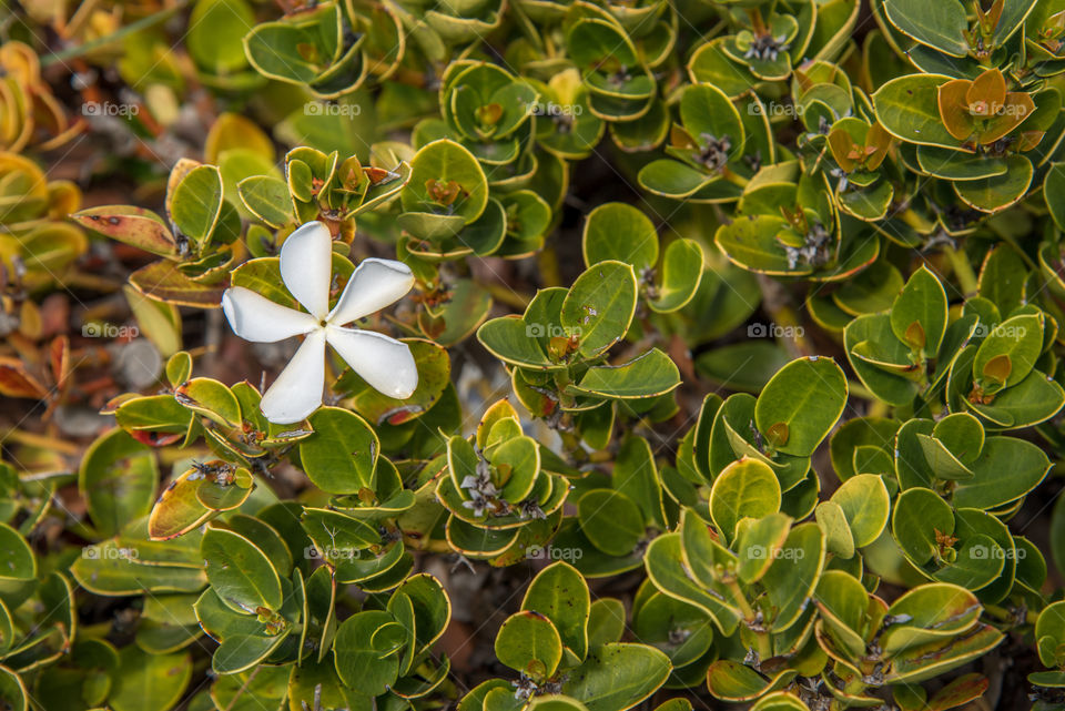 White flower in a sea of greenery. 