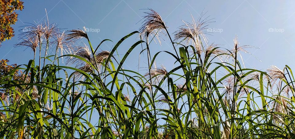 Ornamental Monster Grass with blooms shining in the sunlight against the blue cloudless sky.